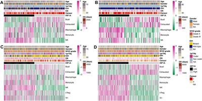 T-Cell Exhaustion Status Under High and Low Levels of Hypoxia-Inducible Factor 1α Expression in Glioma